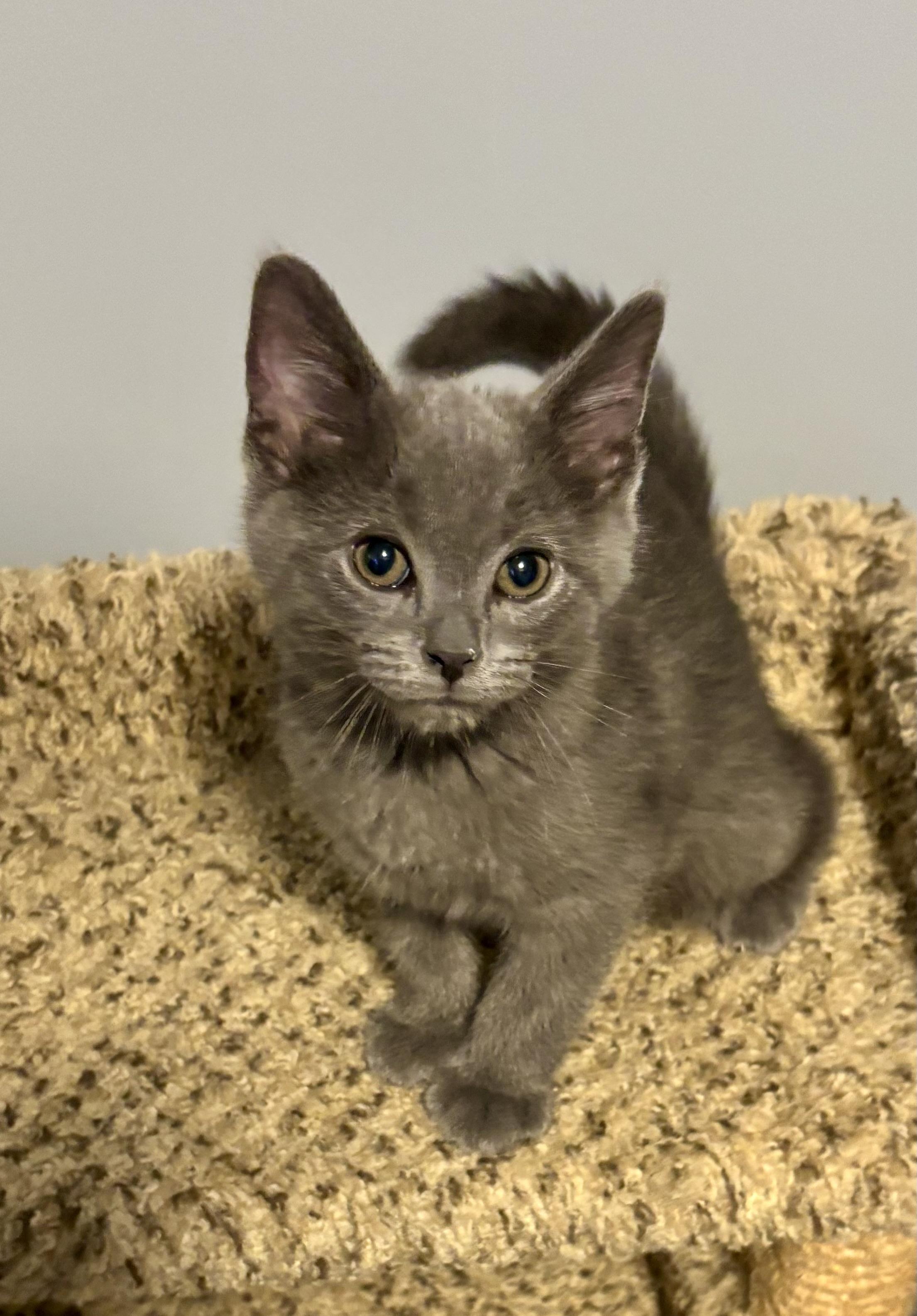 Enlarge Macaroni, a Adopted mixed breed in Brookville, OH image 6/6