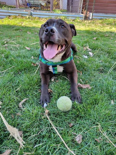Grant Tux A161971 3