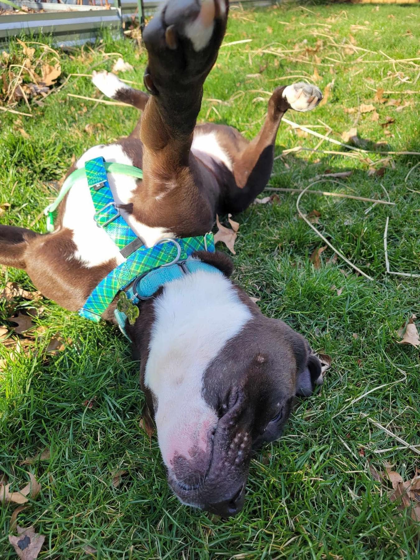 Grant Tux A161971 6
