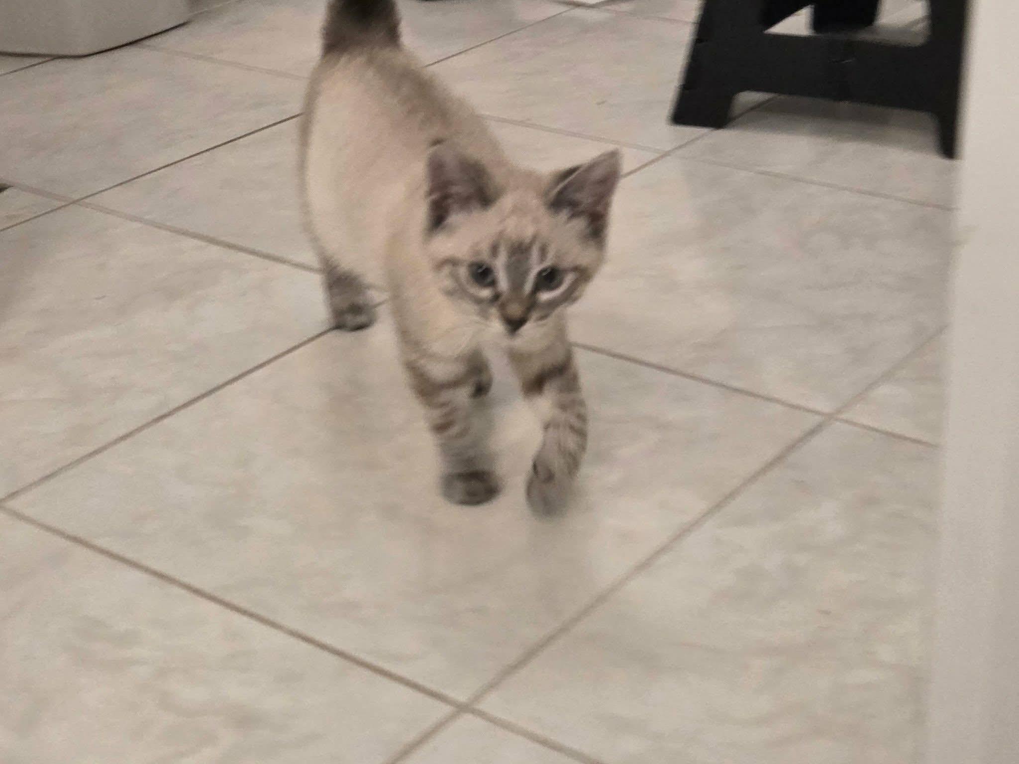 Enlarge Pekoe, an adopted Domestic Short Hair in Brantford, ON image 2/4