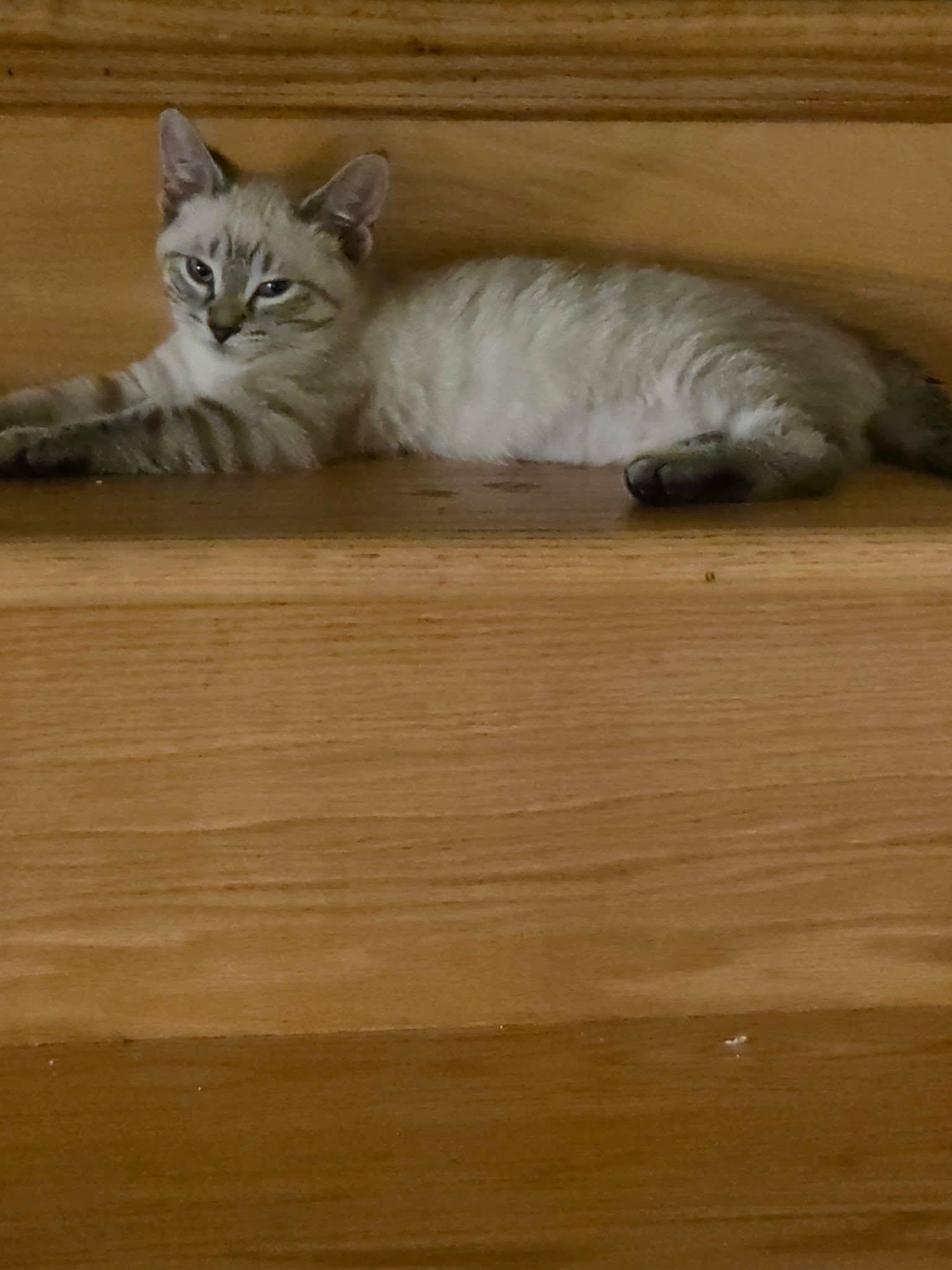 Enlarge Pekoe, an adopted Domestic Short Hair in Brantford, ON image 4/4