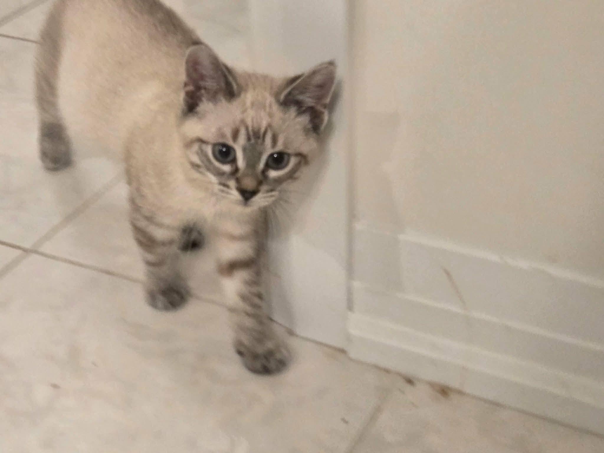 Enlarge Pekoe, an adopted Domestic Short Hair in Brantford, ON image 3/4