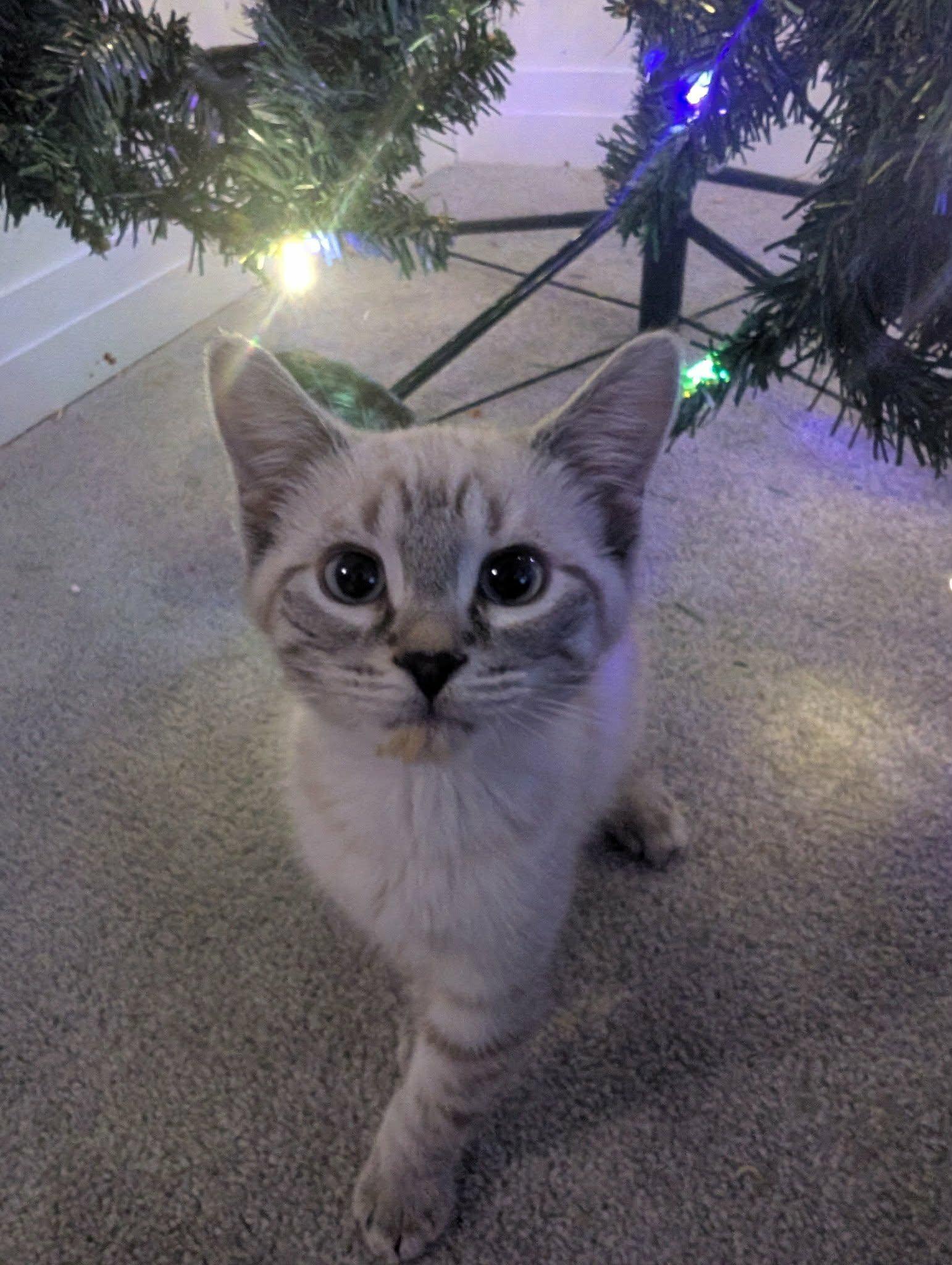 Enlarge Pekoe, an adopted Domestic Short Hair in Brantford, ON image 1/4