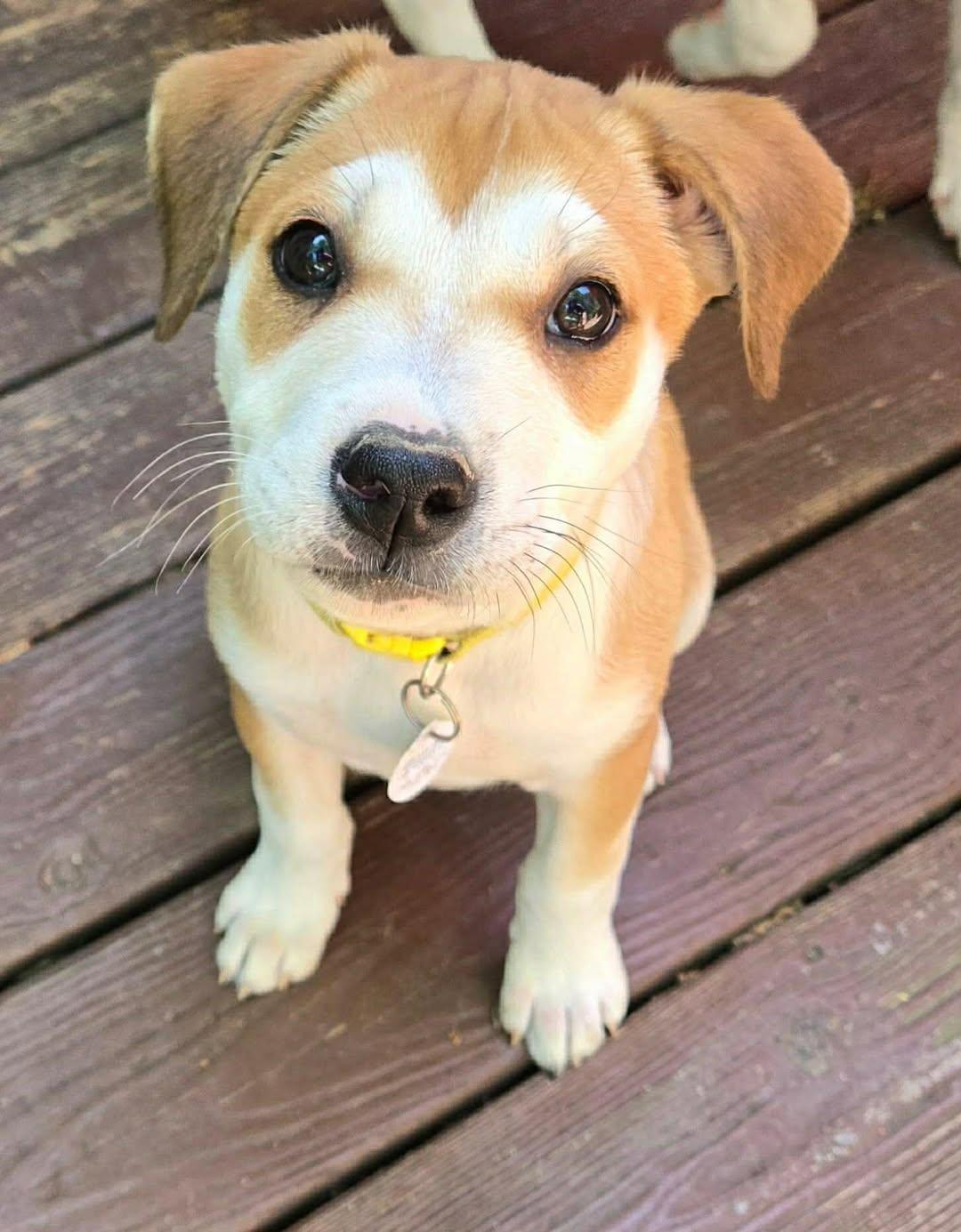 Clemson, adopted, Puppy Female Mixed Breed.