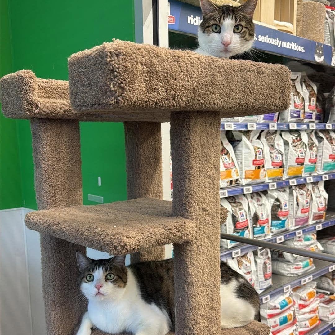 Enlarge Peter & Paul, a Adopted Domestic Short Hair in Rochester, NY image 2/6
