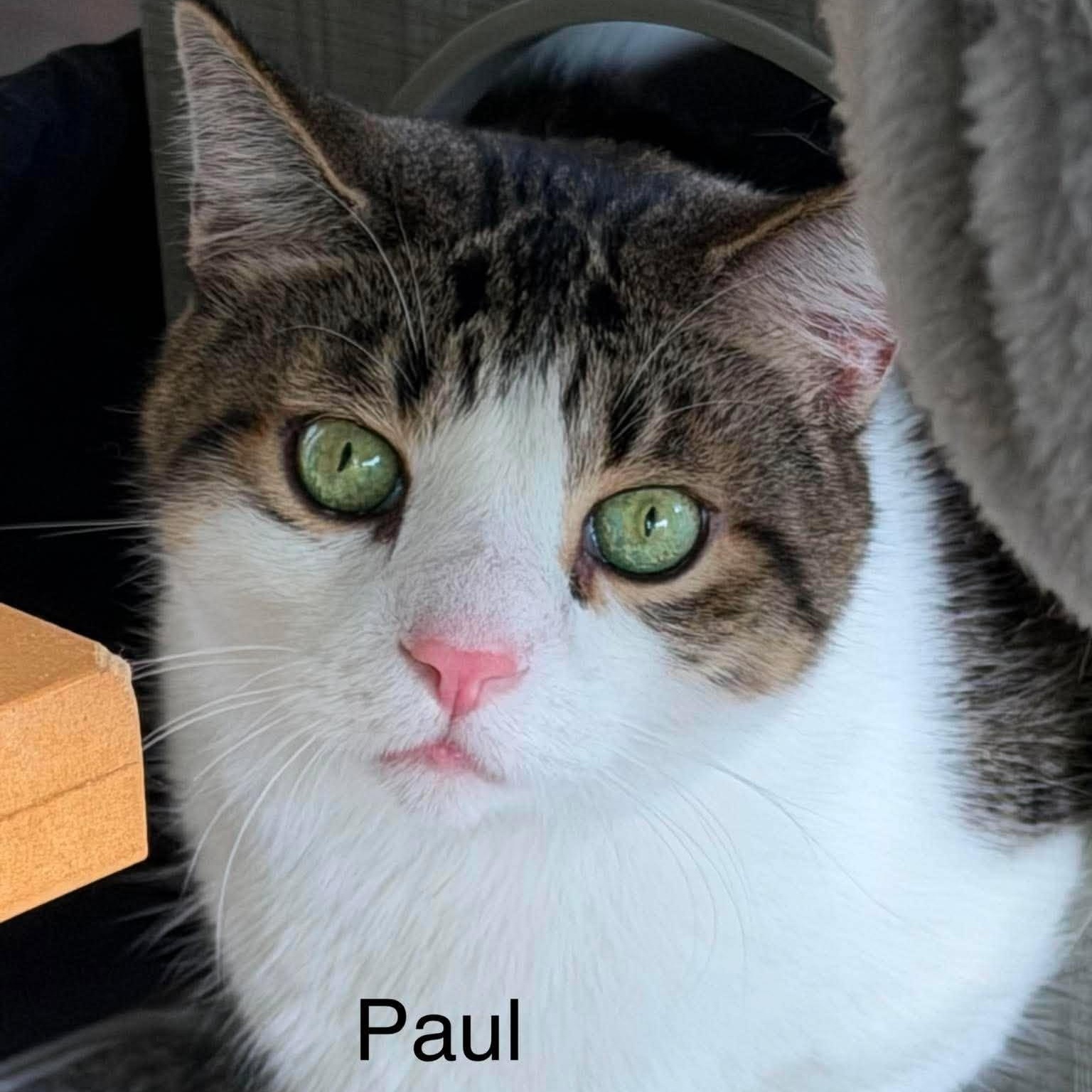 Enlarge Peter & Paul, a Adopted Domestic Short Hair in Rochester, NY image 4/6