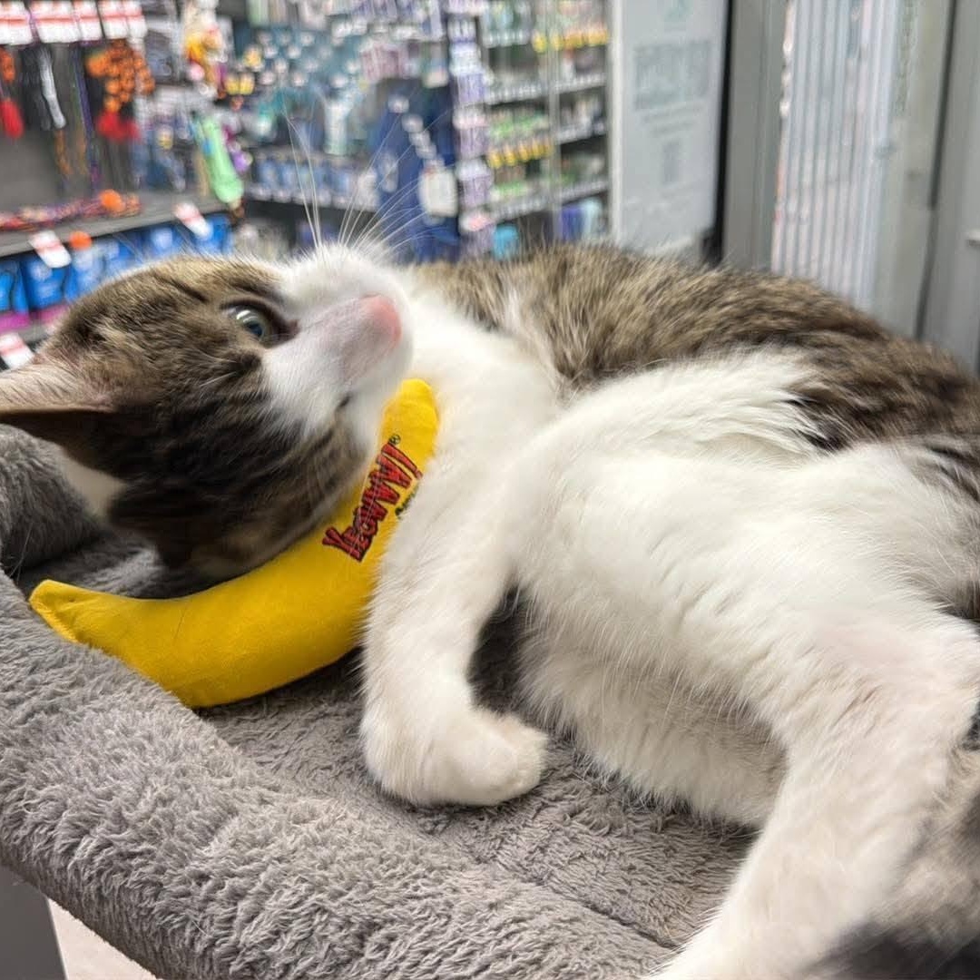 Enlarge Peter & Paul, a Adopted Domestic Short Hair in Rochester, NY image 6/6