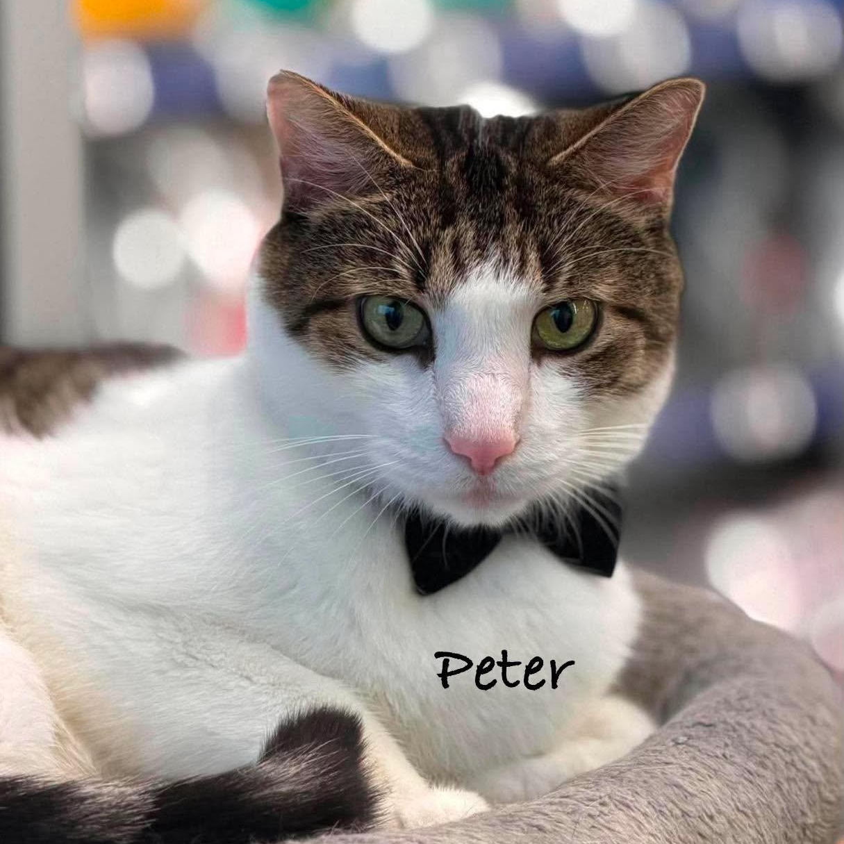 Enlarge Peter & Paul, a Adopted Domestic Short Hair in Rochester, NY image 3/6