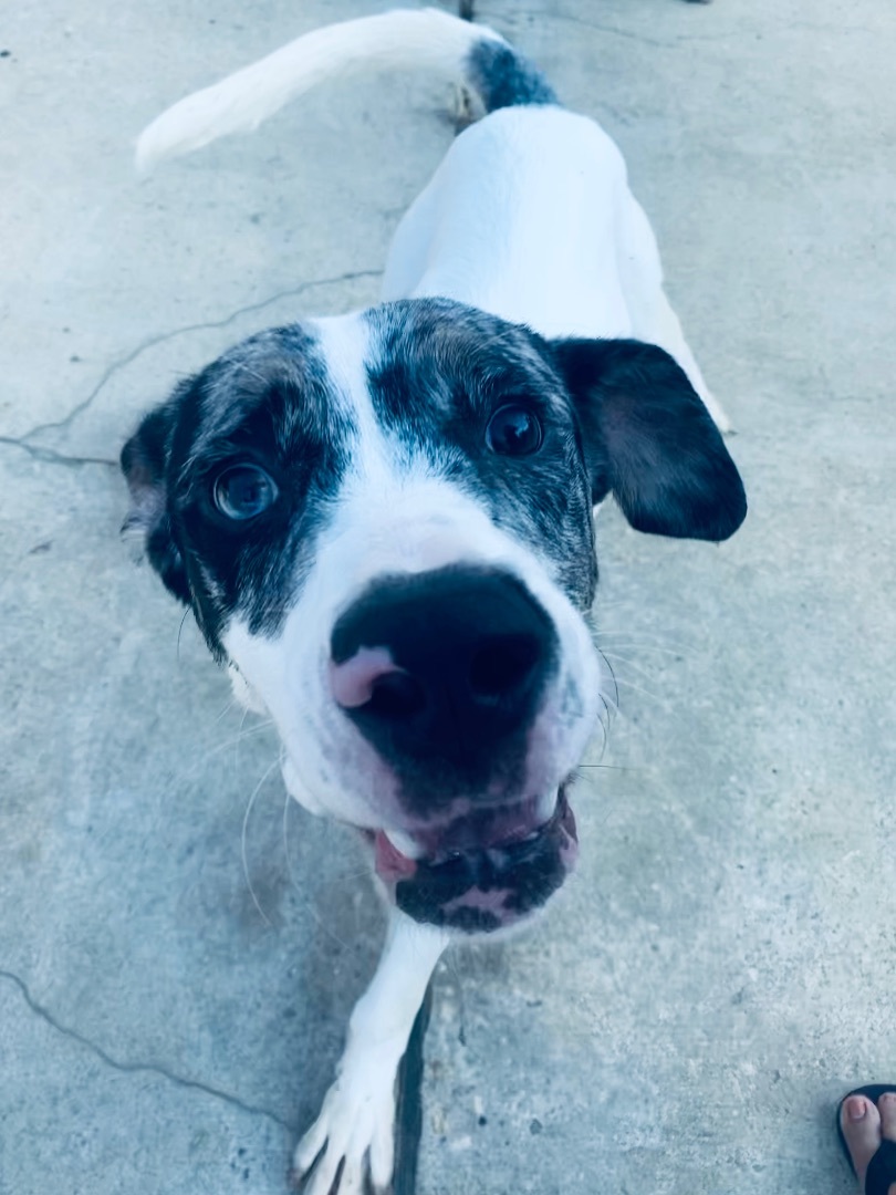 Wyatt, Adoptable, Puppy Male Catahoula Leopard Dog.