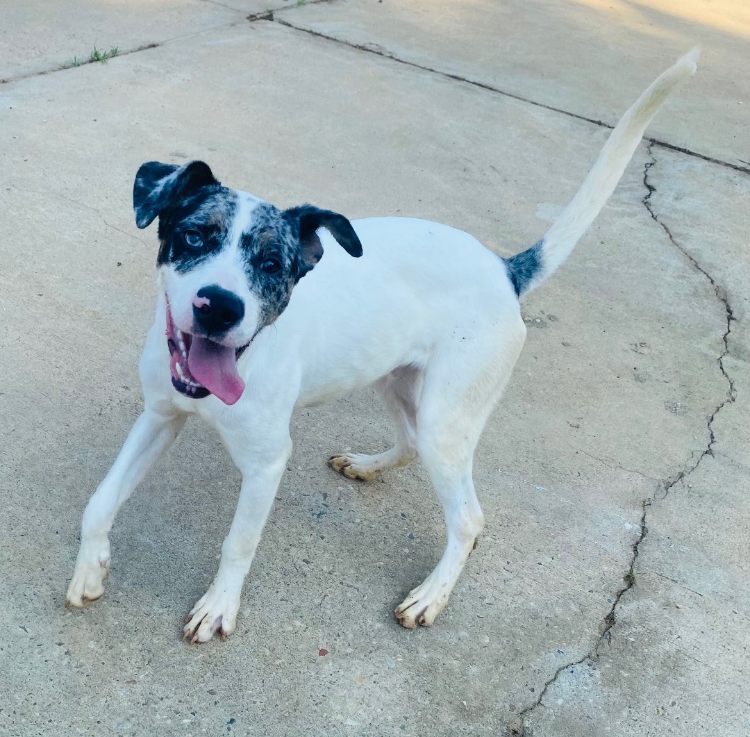 Enlarge Wyatt, a Adoptable mixed breed in Auburn, AL image 2/4