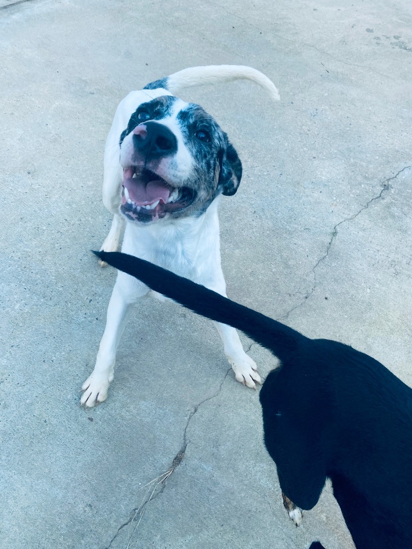 Enlarge Wyatt, a Adoptable mixed breed in Auburn, AL image 3/4