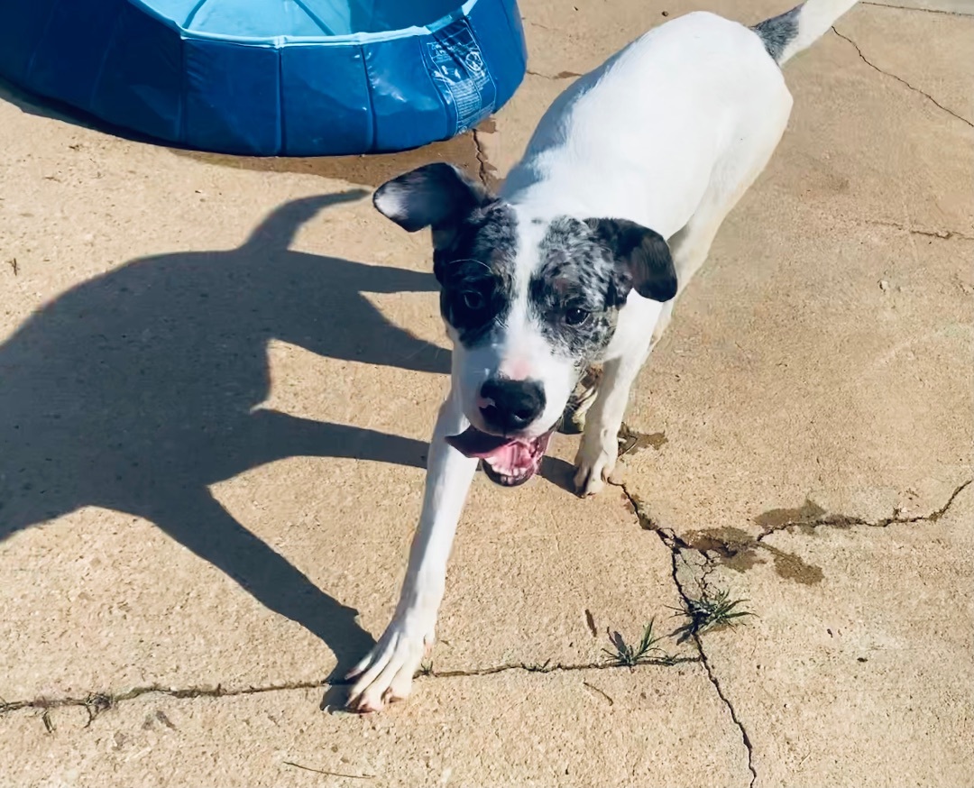 Enlarge Wyatt, a Adoptable mixed breed in Auburn, AL image 4/4