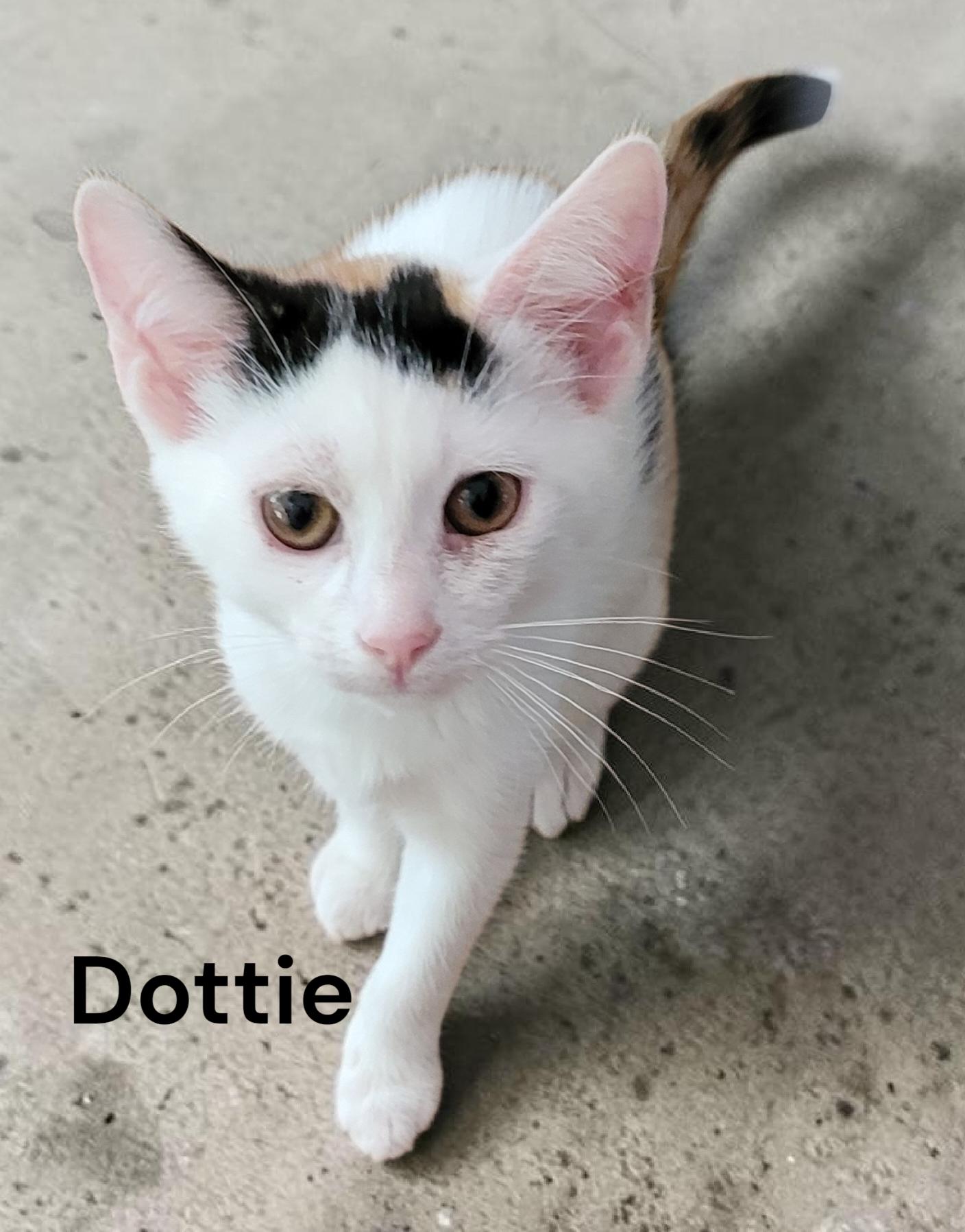 Dottie, Adoptable, Kitten Female Calico.