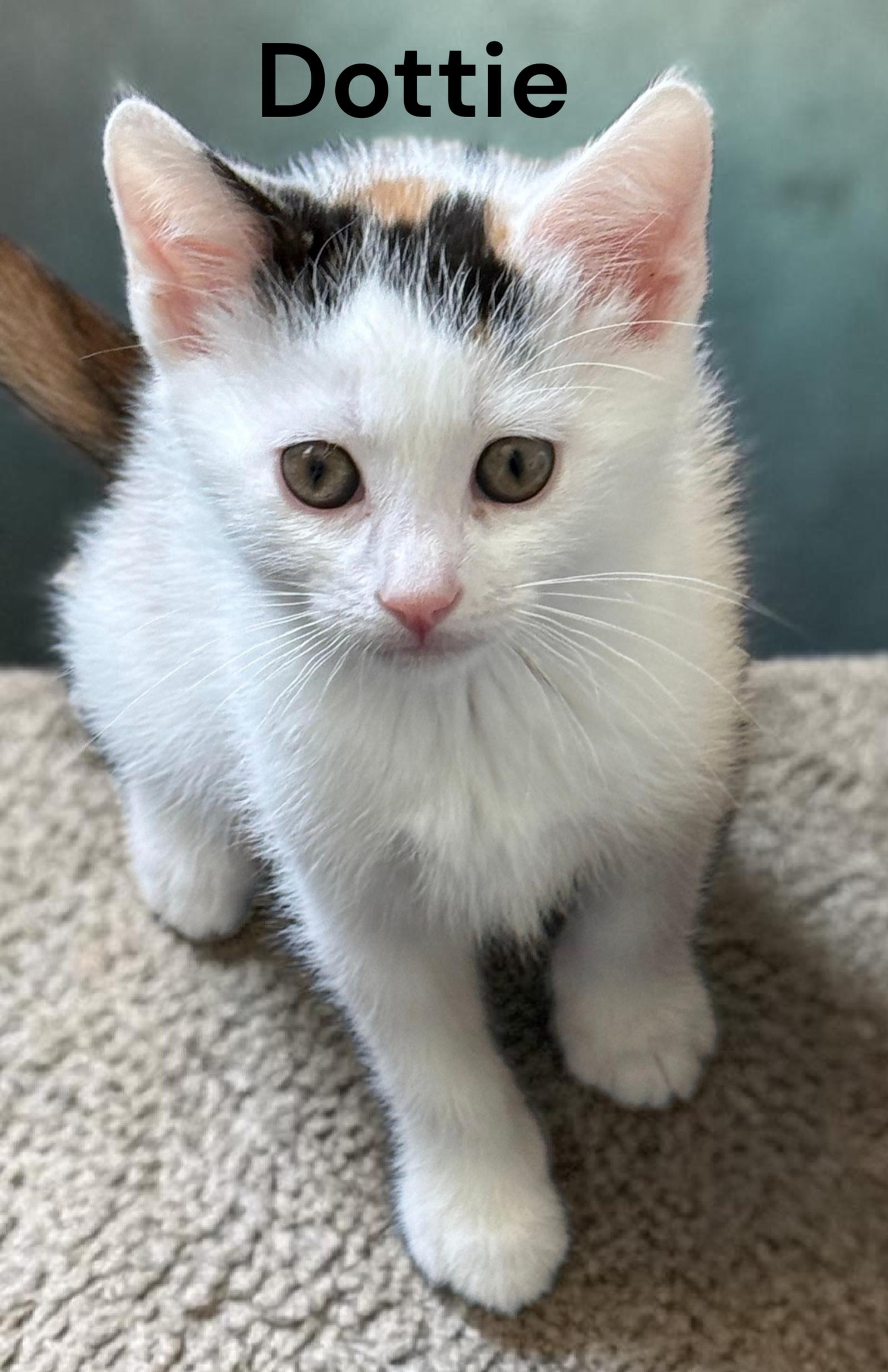 Dottie, a Adoptable Calico in Newport News, VA image 2/2
