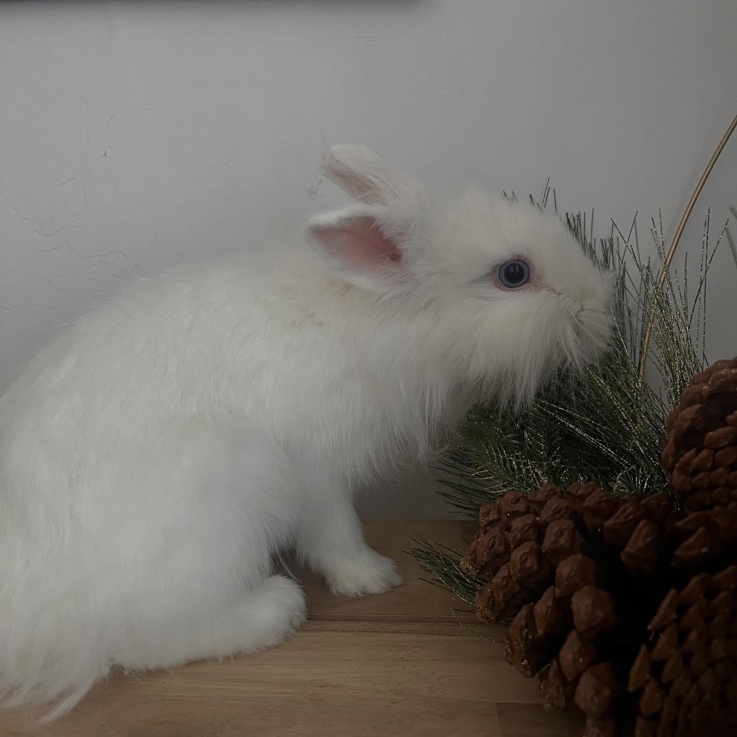 Enlarge Littlefoot, a ADOPTABLE Lionhead in Salt Lake City, UT image 2/5