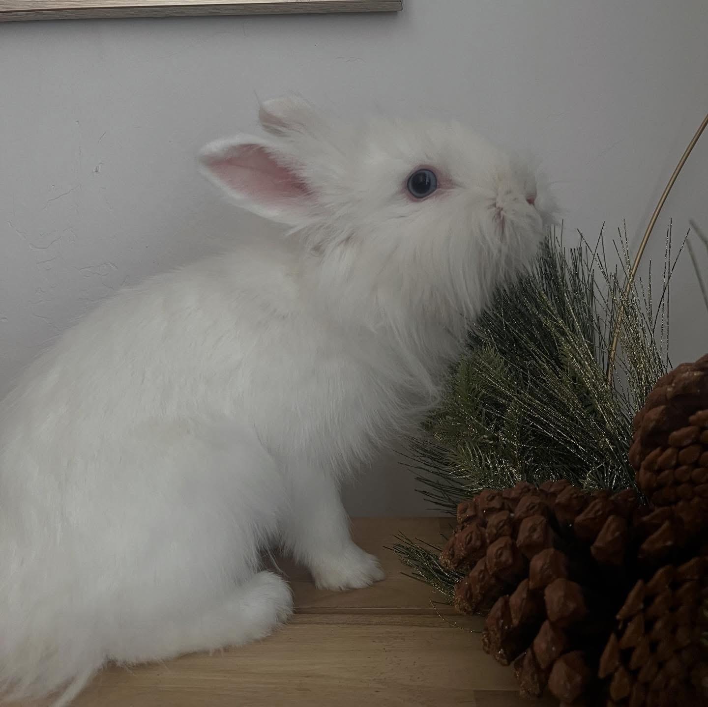 Enlarge Littlefoot, a ADOPTABLE Lionhead in Salt Lake City, UT image 5/5