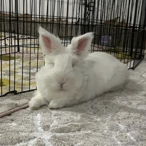 Littlefoot, ADOPTABLE, Adult Female Lionhead.