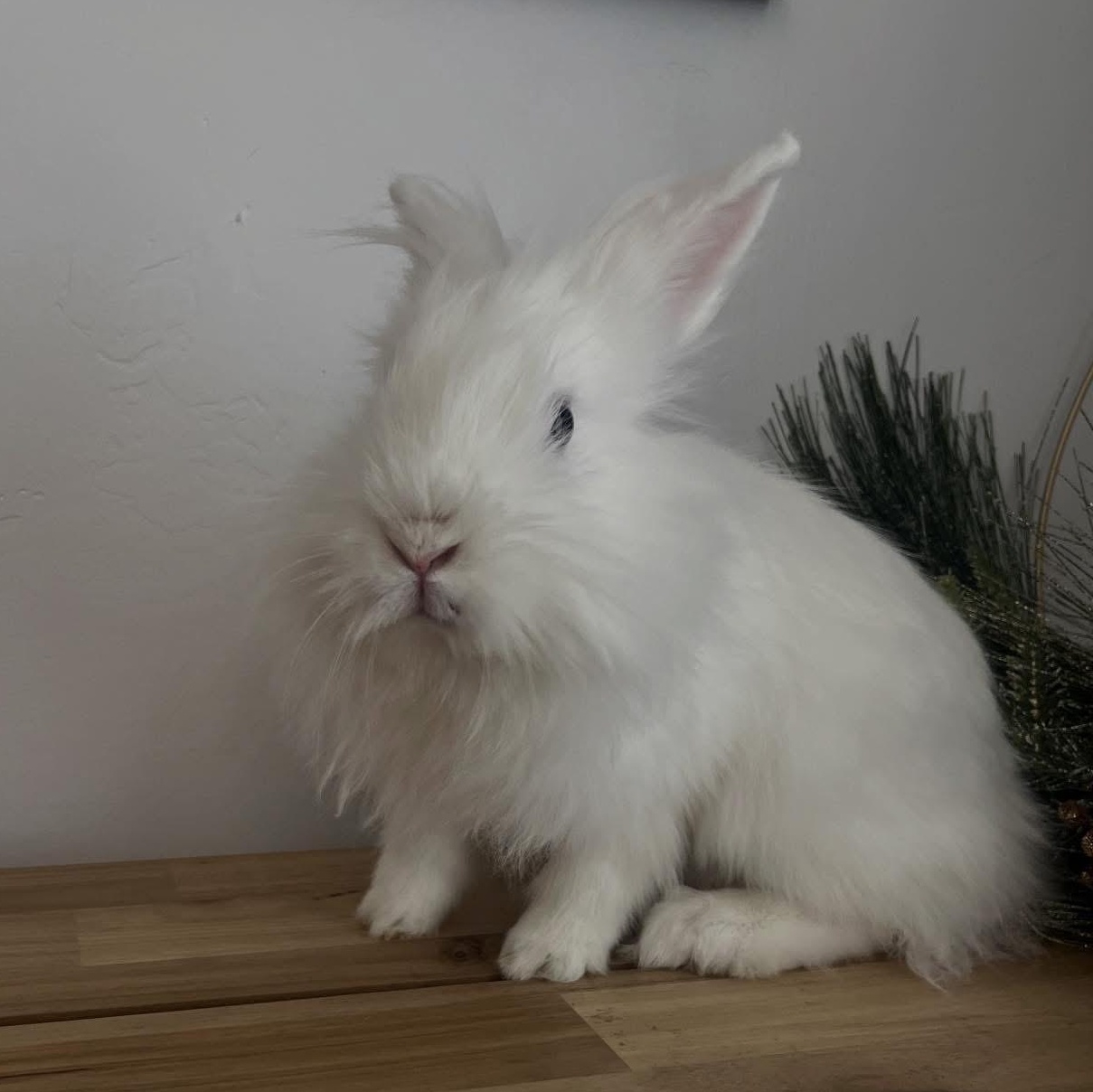 Littlefoot, a ADOPTABLE Lionhead in Salt Lake City, UT image 1/5