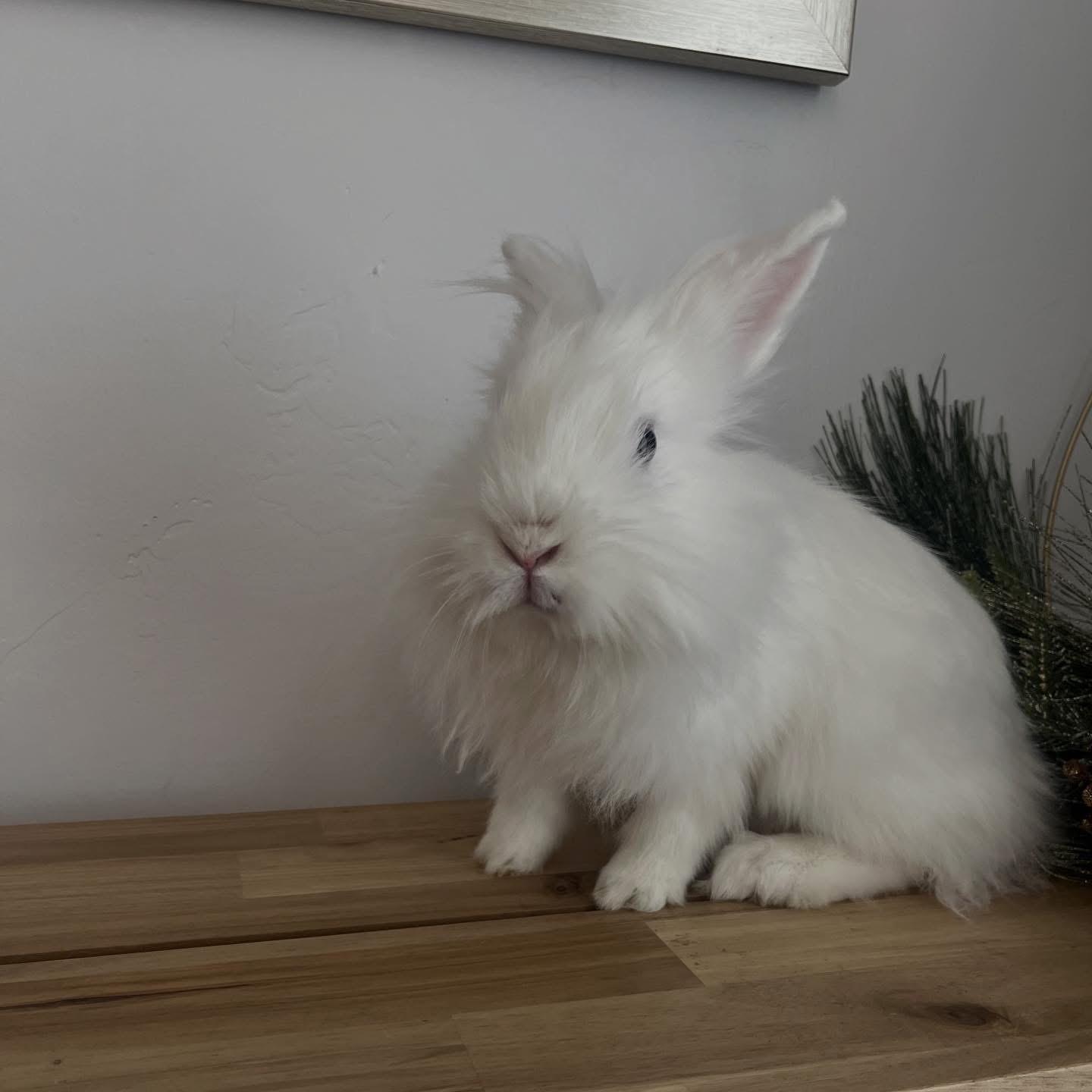Enlarge Littlefoot, a ADOPTABLE Lionhead in Salt Lake City, UT image 3/5