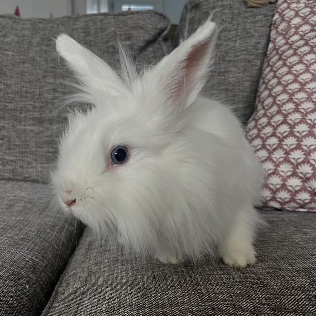 Enlarge Littlefoot, a ADOPTABLE Lionhead in Salt Lake City, UT image 4/5
