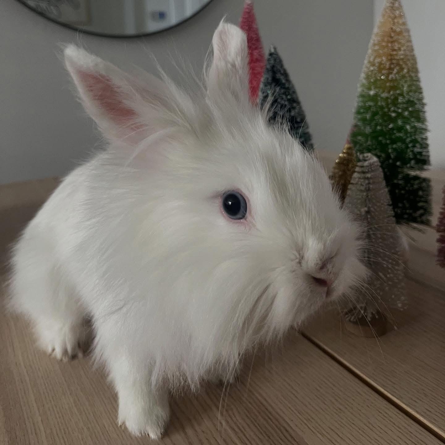Enlarge Littlefoot, a ADOPTABLE Lionhead in Salt Lake City, UT image 1/5