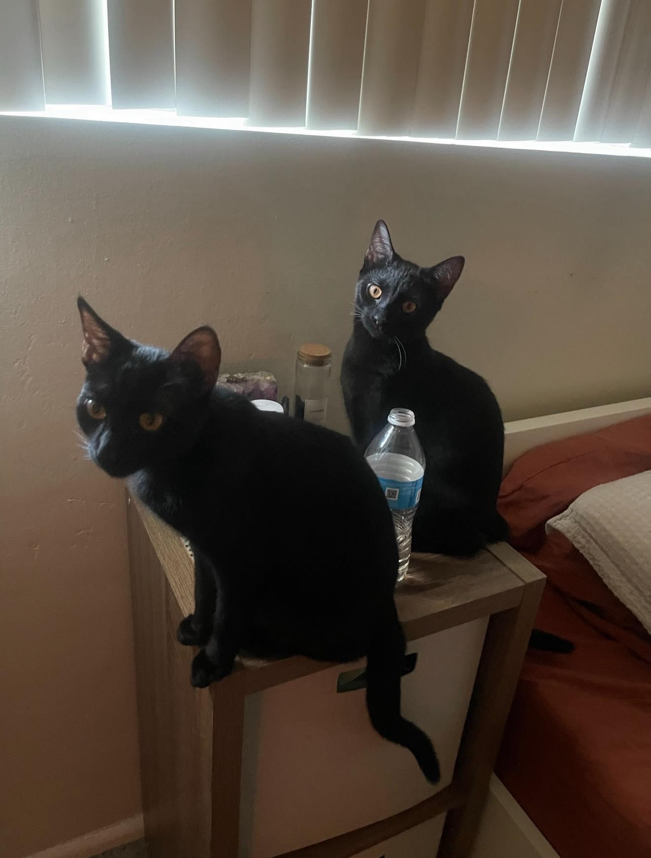 Enlarge August & Phoenix, a ADOPTABLE Bombay in Mesa, AZ image 3/6