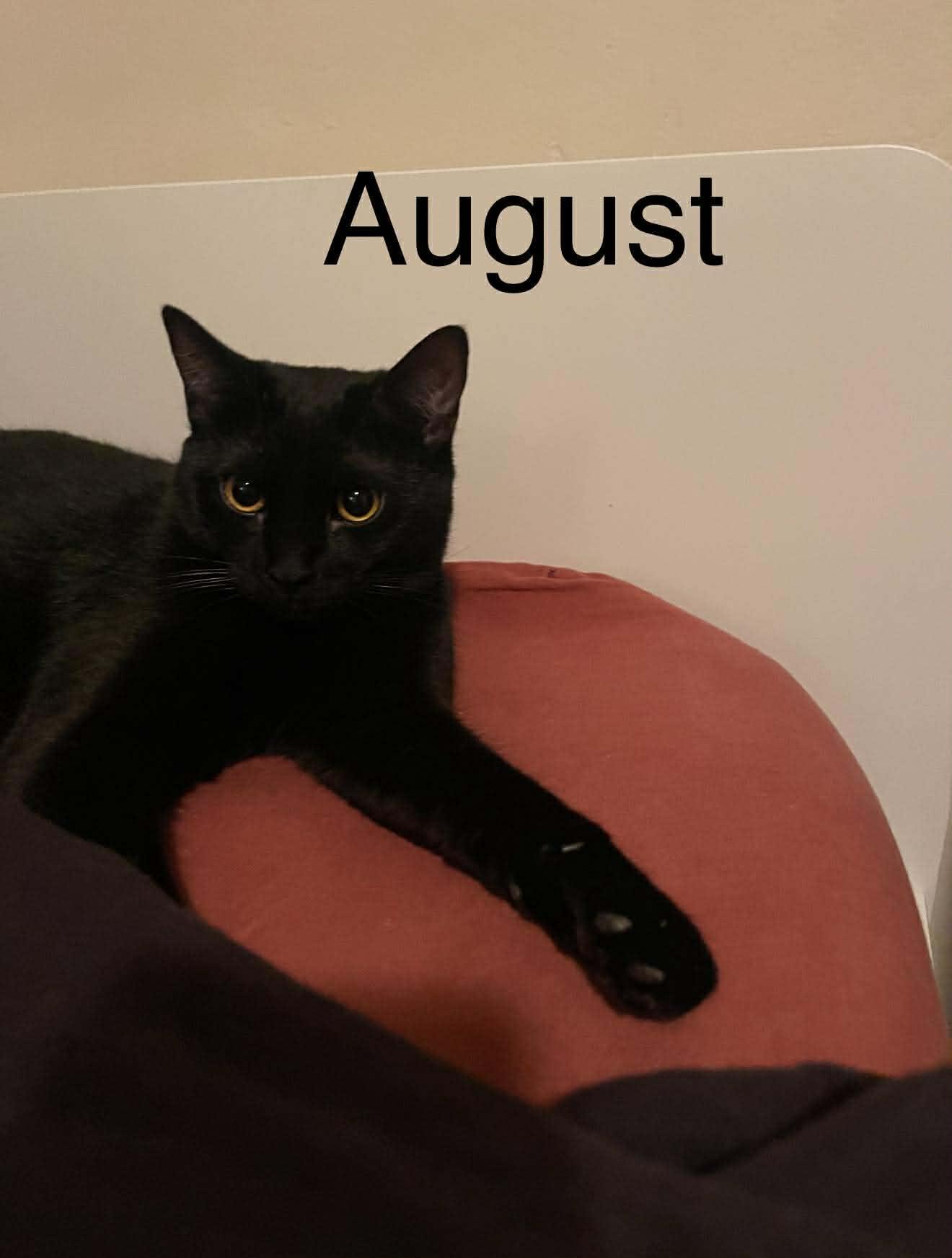 Enlarge August & Phoenix, a ADOPTABLE Bombay in Mesa, AZ image 4/6