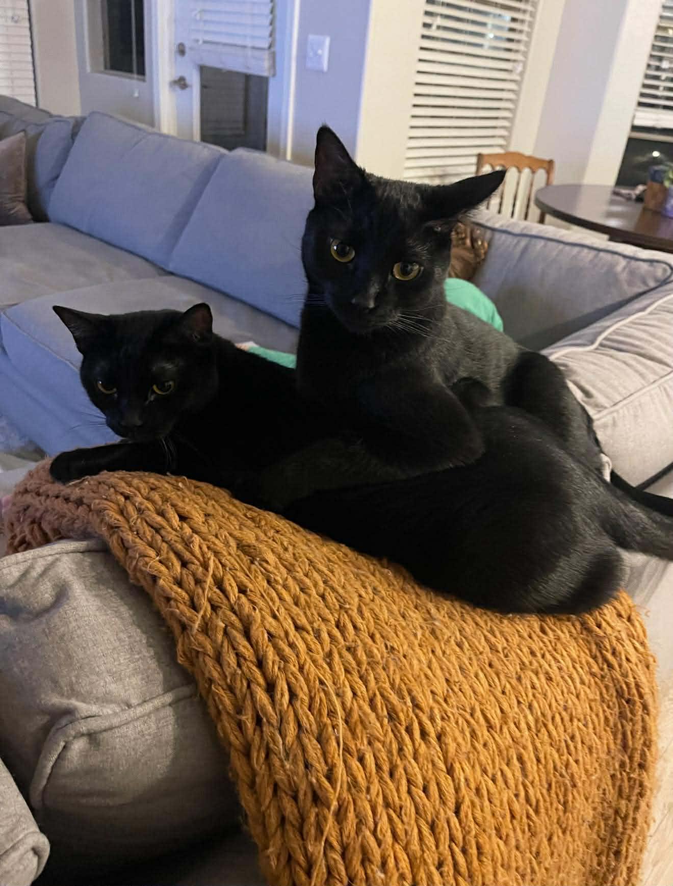 Enlarge August & Phoenix, a ADOPTABLE Bombay in Mesa, AZ image 5/6