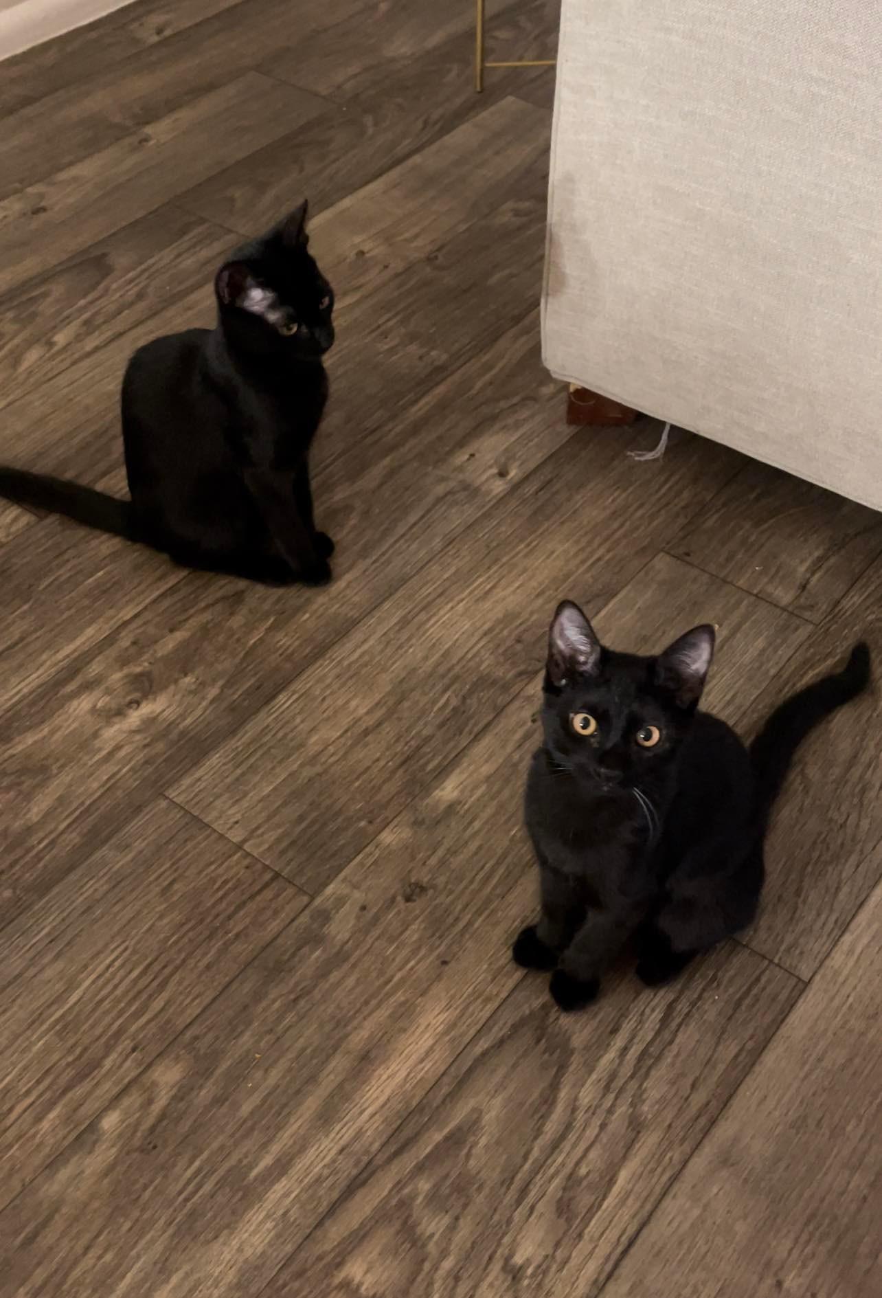 Enlarge August & Phoenix, a ADOPTABLE Bombay in Mesa, AZ image 6/6