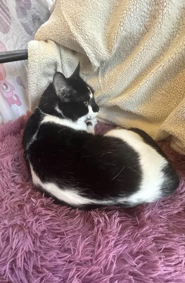 Enlarge Zeus, a Adoptable Domestic Short Hair in Columbia, SC image 4/5