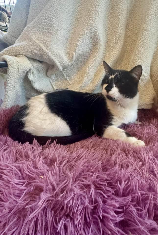 Enlarge Zeus, a Adoptable Domestic Short Hair in Columbia, SC image 5/5