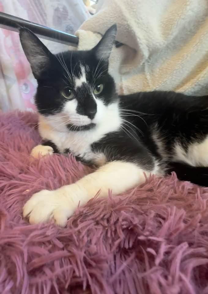 Enlarge Zeus, a Adoptable Domestic Short Hair in Columbia, SC image 3/5