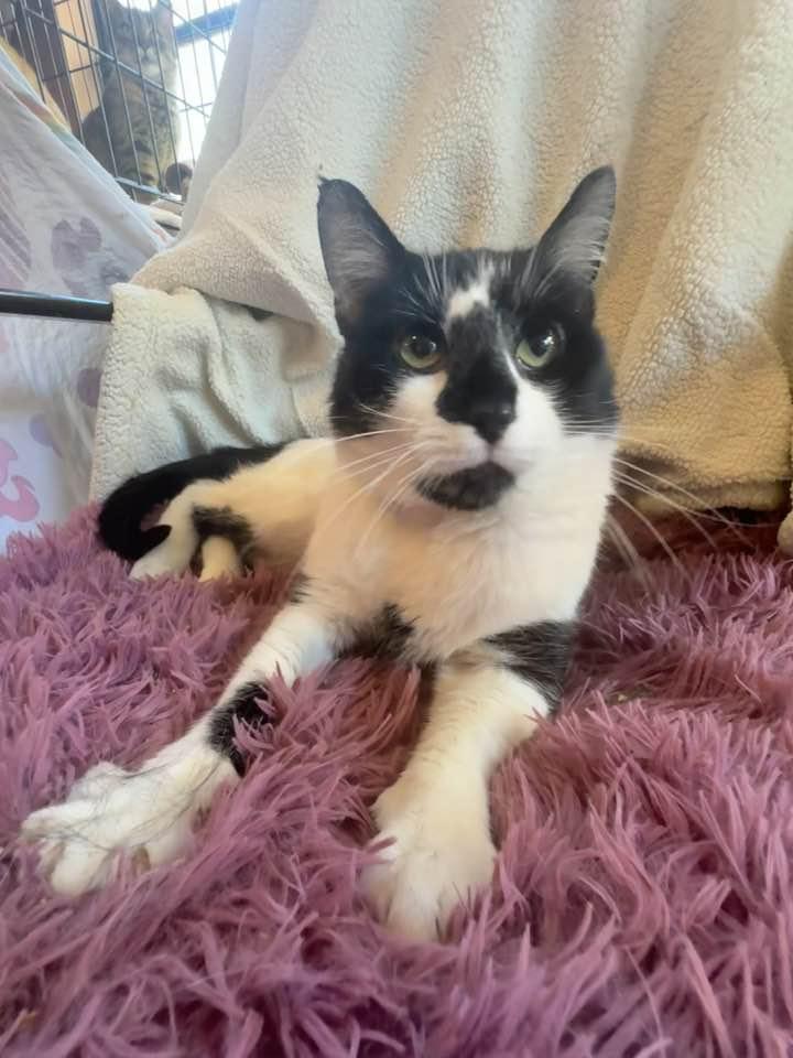 Enlarge Zeus, a Adoptable Domestic Short Hair in Columbia, SC image 1/5