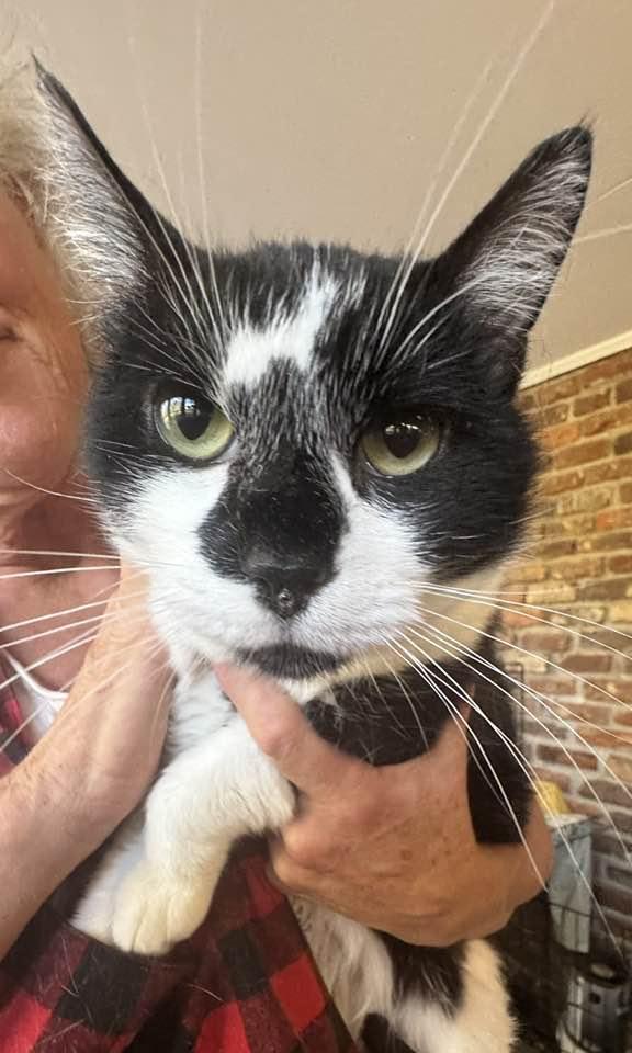 Enlarge Zeus, a Adoptable Domestic Short Hair in Columbia, SC image 2/5