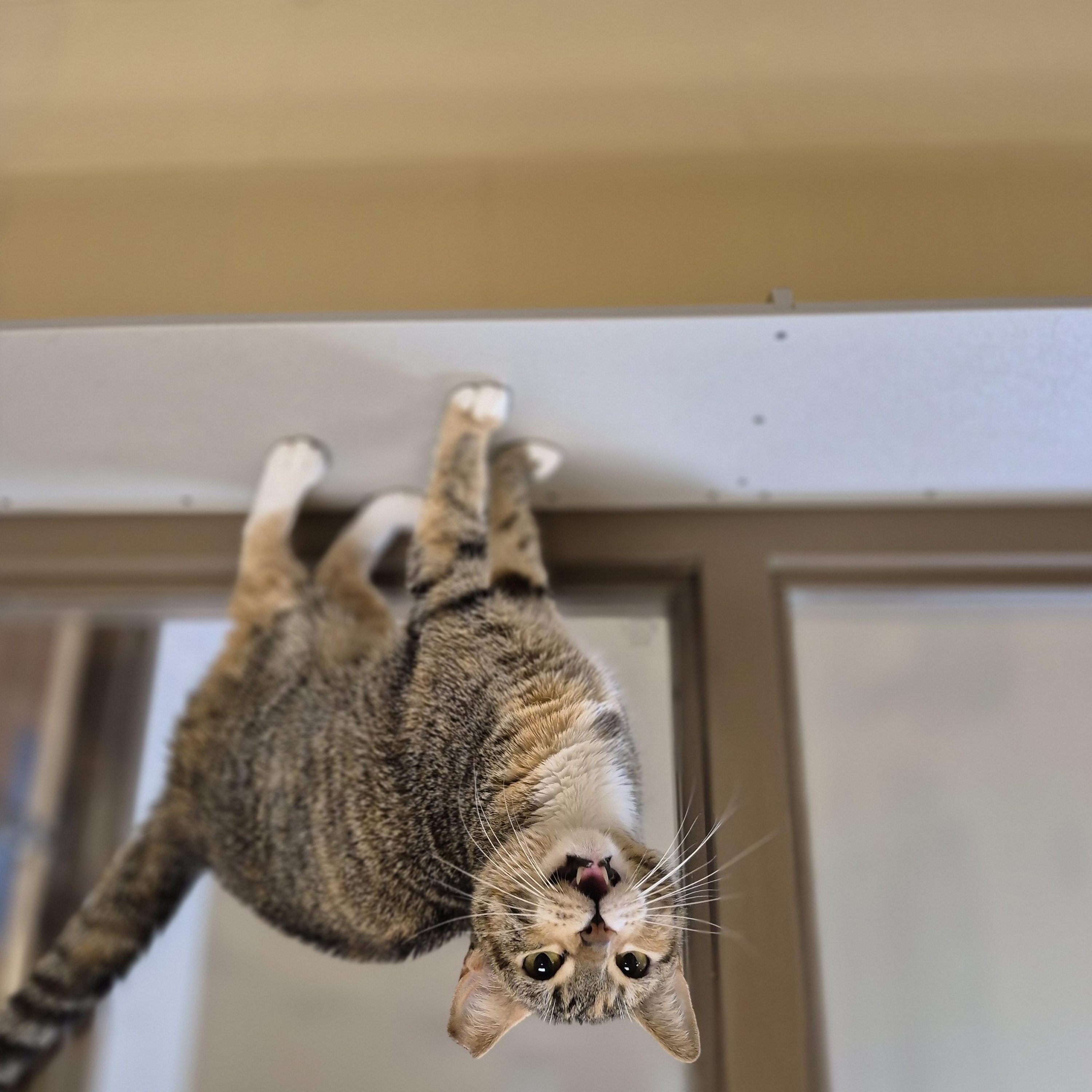 Enlarge Minka, a ADOPTABLE Domestic Short Hair in Schertz, TX image 2/4