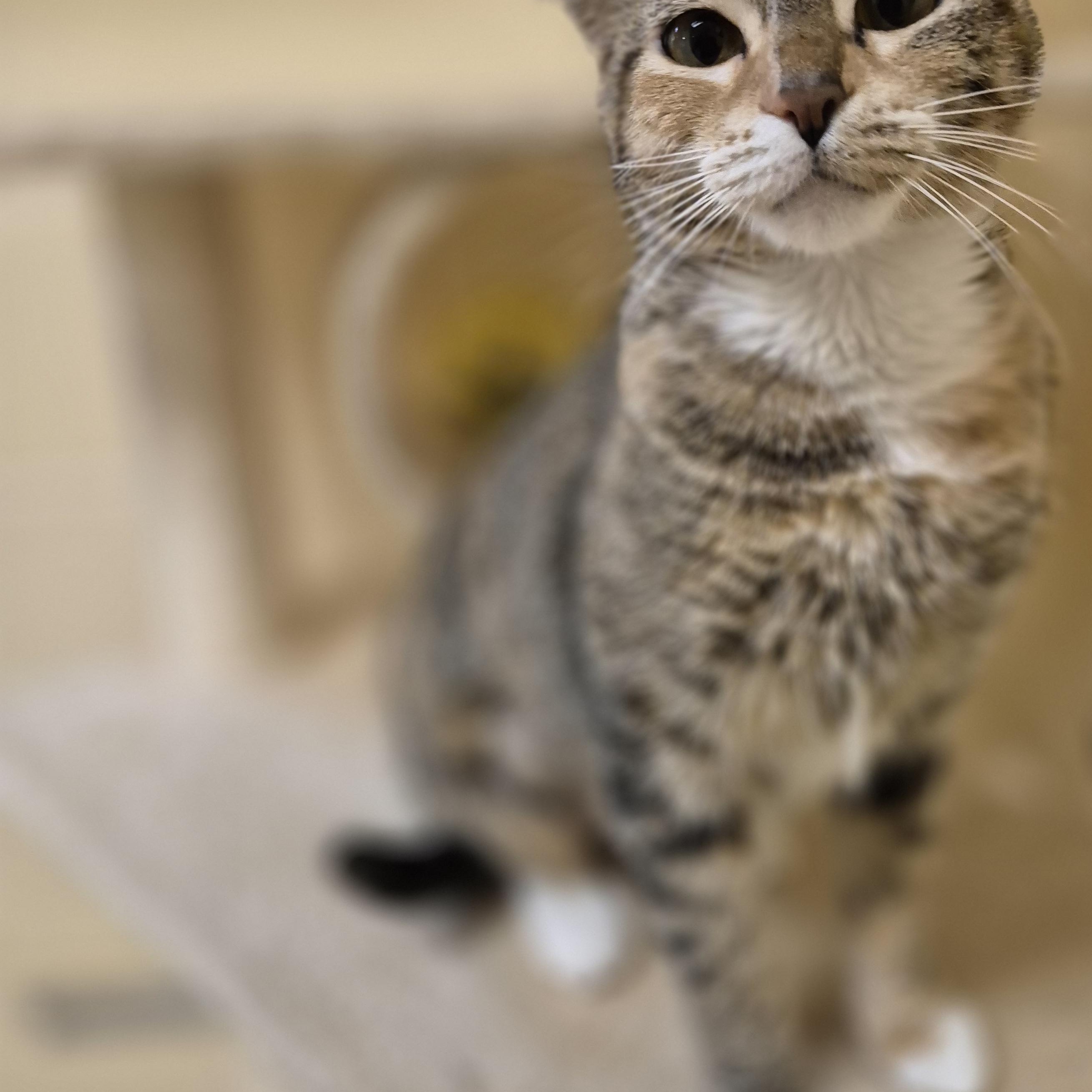 Enlarge Minka, a ADOPTABLE Domestic Short Hair in Schertz, TX image 4/4