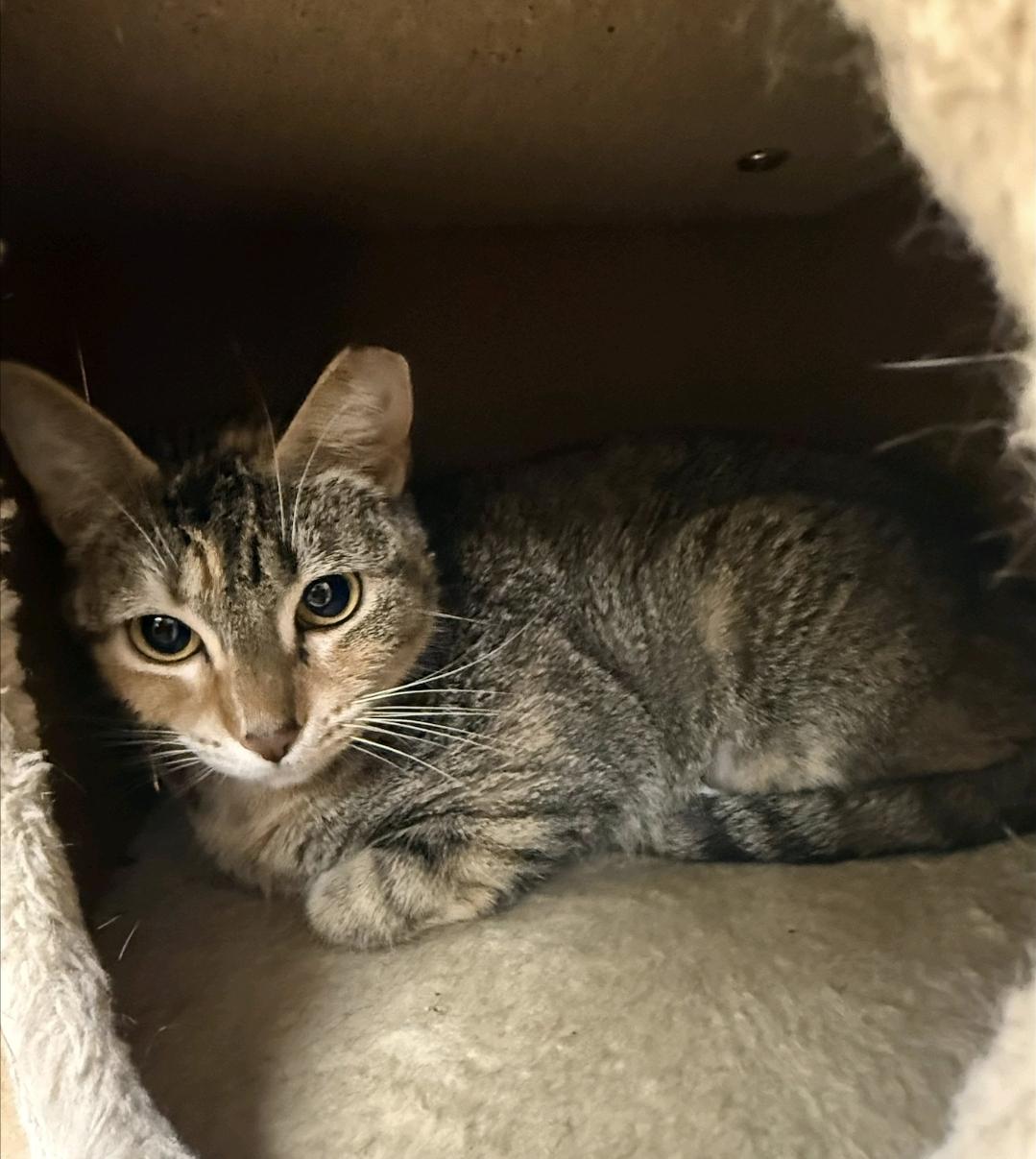 Minka, ADOPTABLE, Adult Female Domestic Short Hair.