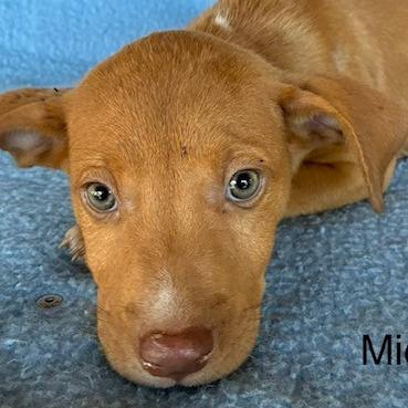 Mikael, Adoptable, Puppy Male Vizsla & Mixed Breed.
