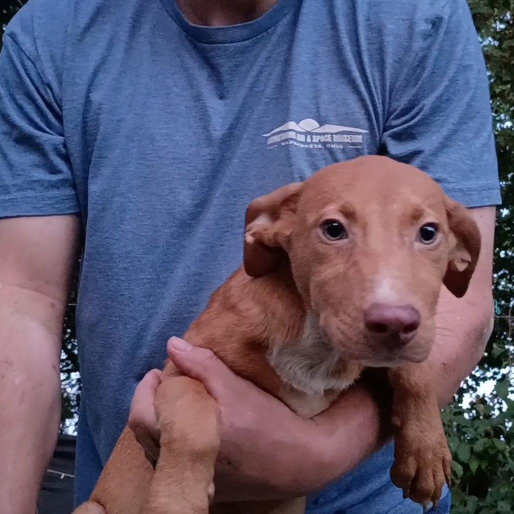 Enlarge Mikael, a Adoptable mixed breed in Lima, OH image 2/2