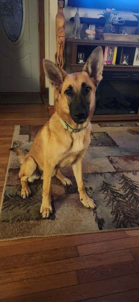 Enlarge Rambo IV, a Adoptable mixed breed in Fredonia, WI image 2/4