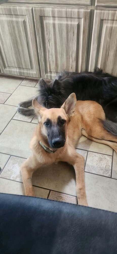 Enlarge Rambo IV, a Adoptable mixed breed in Fredonia, WI image 3/4