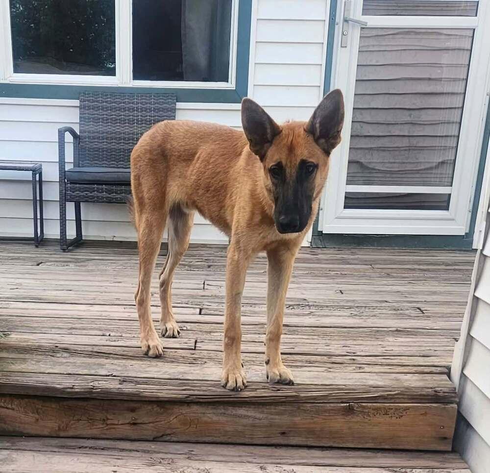 Enlarge Rambo IV, a Adoptable mixed breed in Fredonia, WI image 4/4
