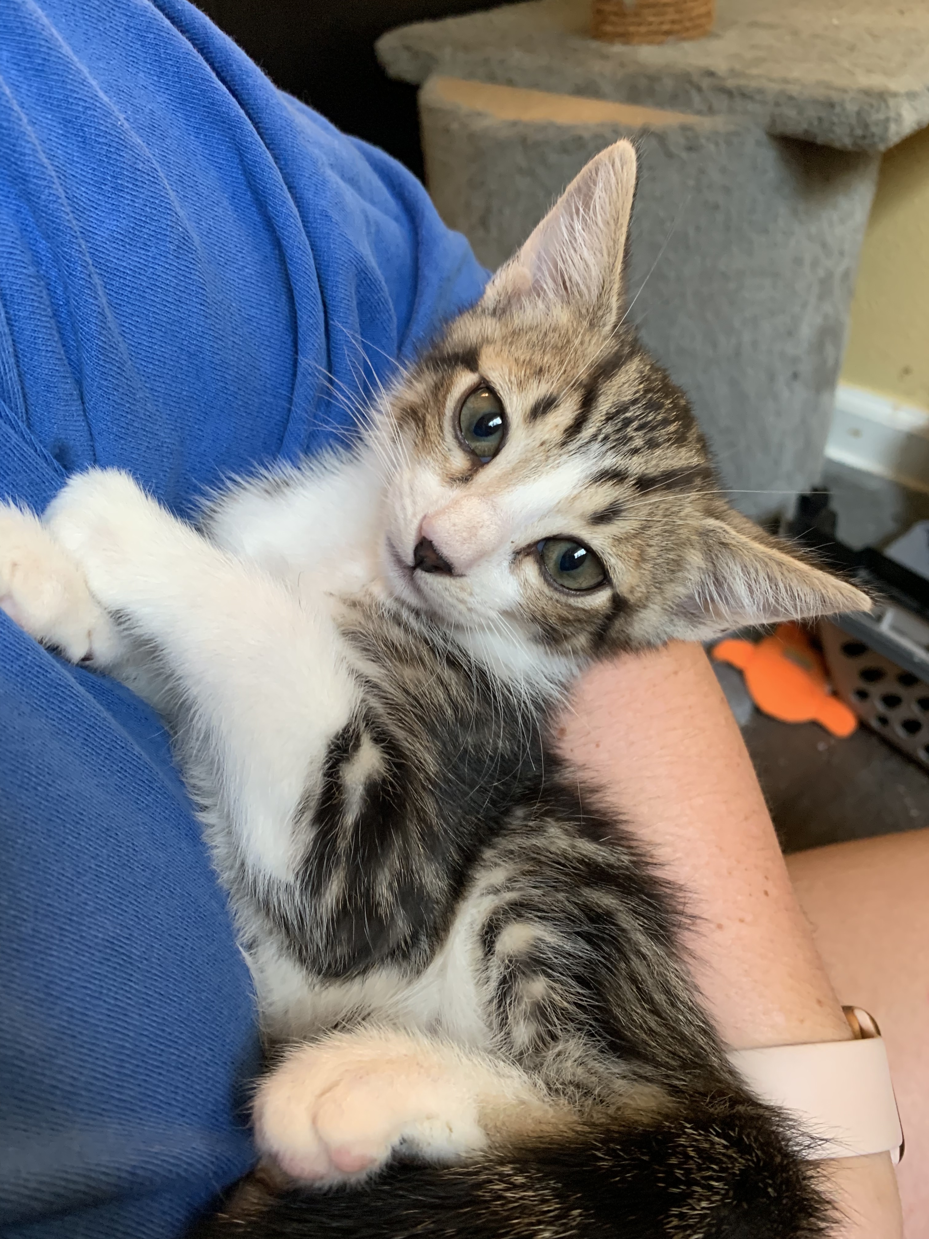 Bashful, a Adoptable mixed breed in Richmond, TX image 4/6