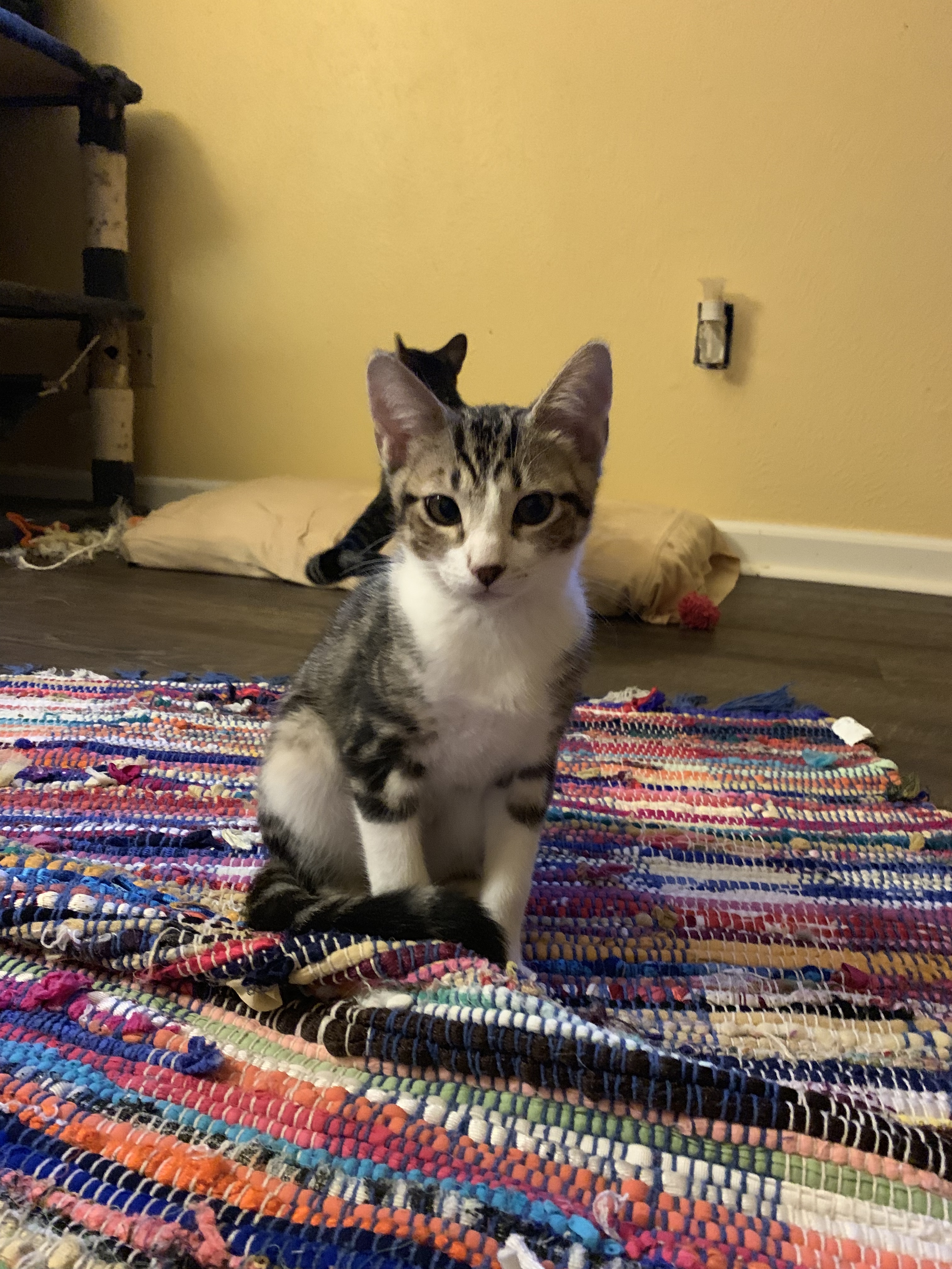 Bashful, a Adoptable mixed breed in Richmond, TX image 5/6
