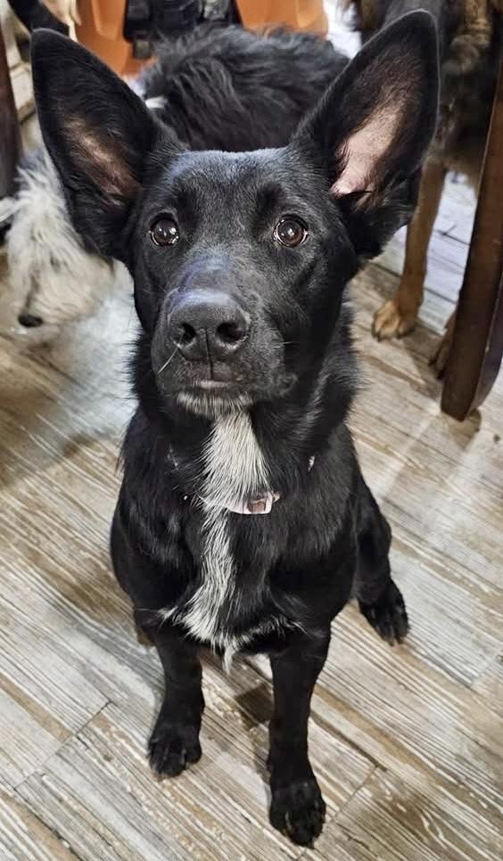 Enlarge Molly, an adopted Shepherd in Pocatello, ID image 2/6