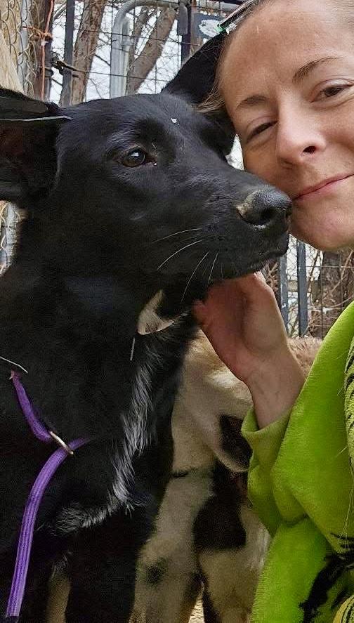 Enlarge Molly, an adopted Shepherd in Pocatello, ID image 5/6