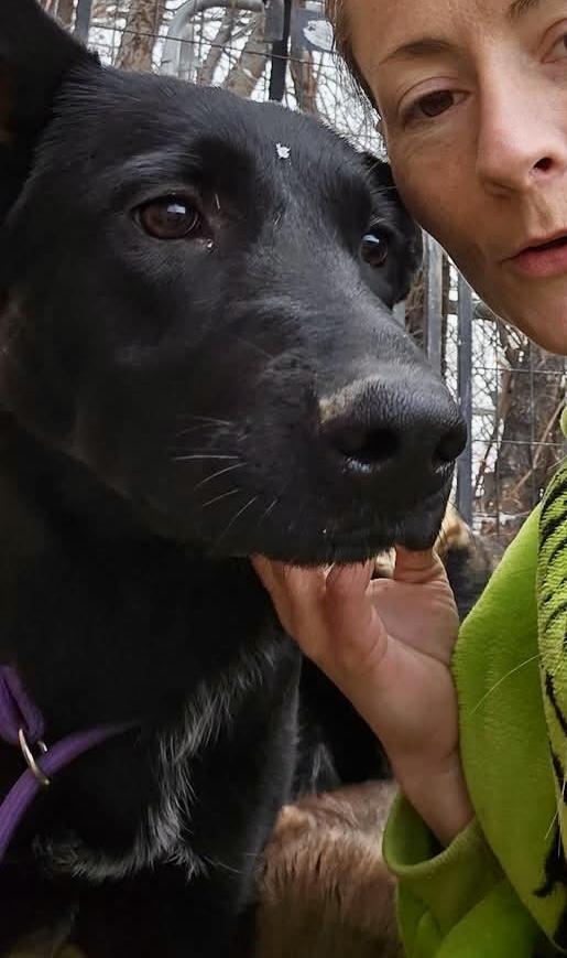 Enlarge Molly, an adopted Shepherd in Pocatello, ID image 3/6