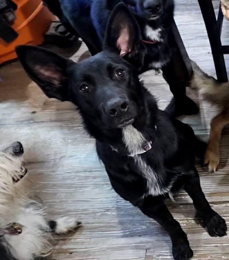 Enlarge Molly, an adopted Shepherd in Pocatello, ID image 4/6