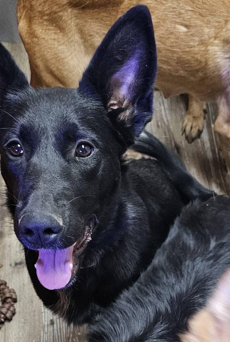 Enlarge Molly, an adopted Shepherd in Pocatello, ID image 6/6