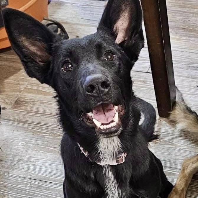 Molly, adopted, Young Female Shepherd.